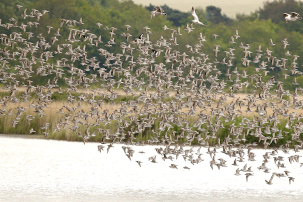 A vibrant flock of colorful birds soaring over the wetlands of Bundala.