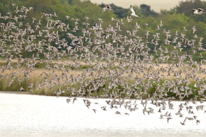 A vibrant flock of colorful birds soaring over the wetlands of Bundala Bird Sanctuary.