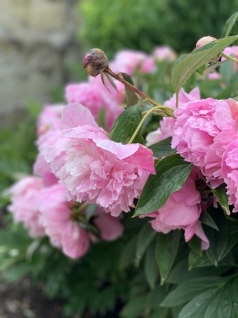 Close-up of soft pink peonies nestled among lush green leaves, radiating freshness.