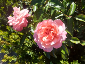 A close-up of vibrant roses blooming in a sunlit garden.