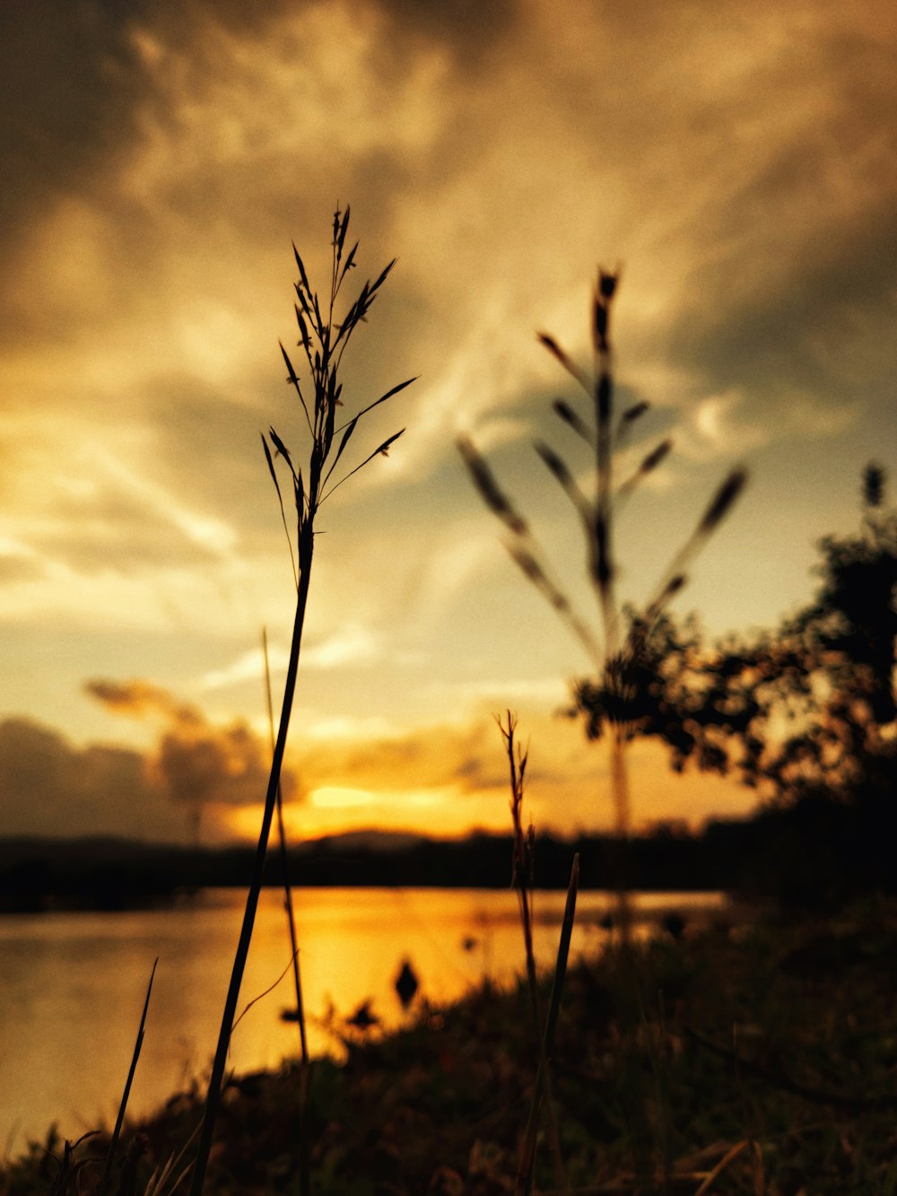 a sunset over a body of water with a plant in the foreground