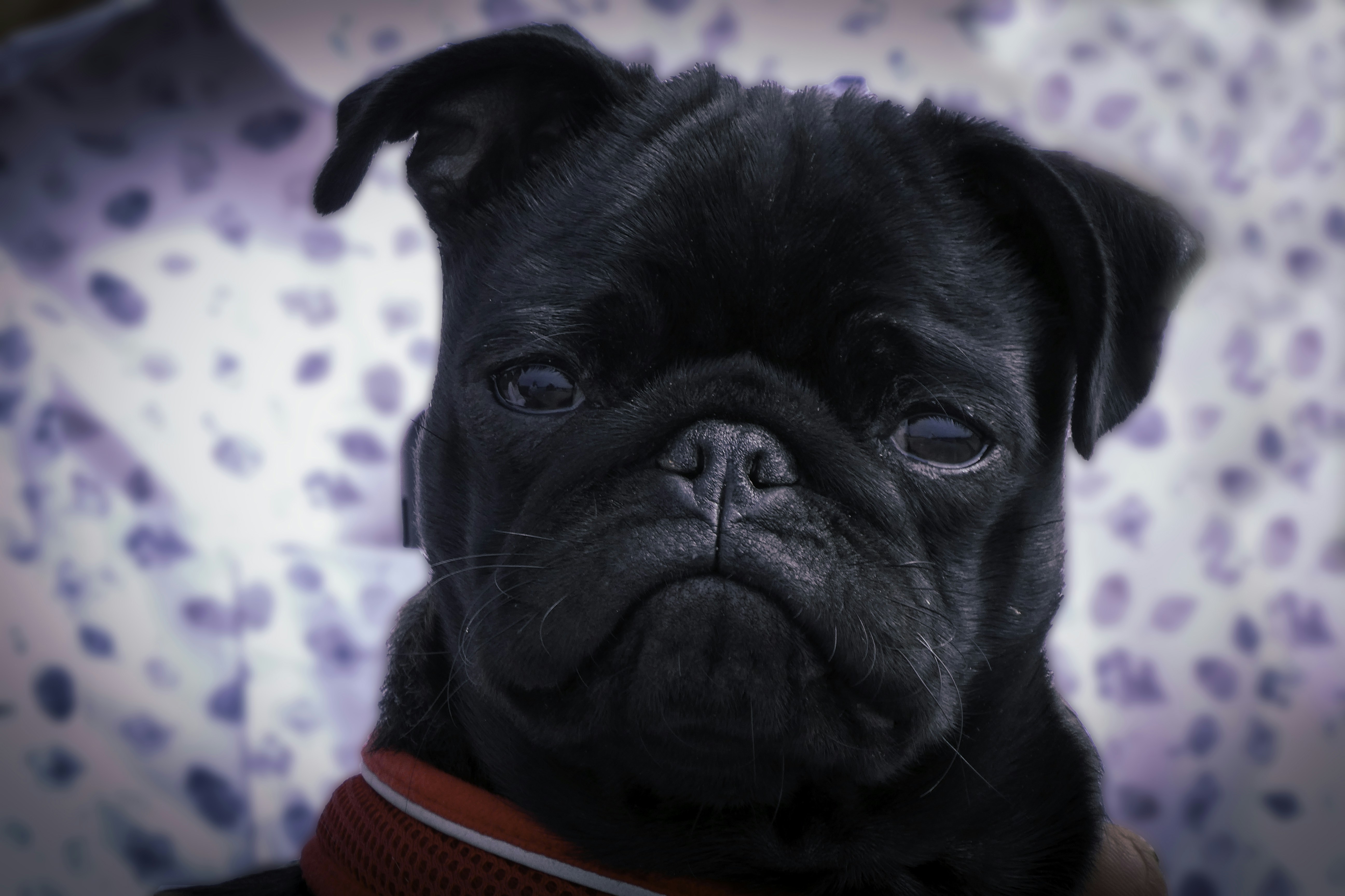 The Science of Canine Facial Expressions (image credits: unsplash)