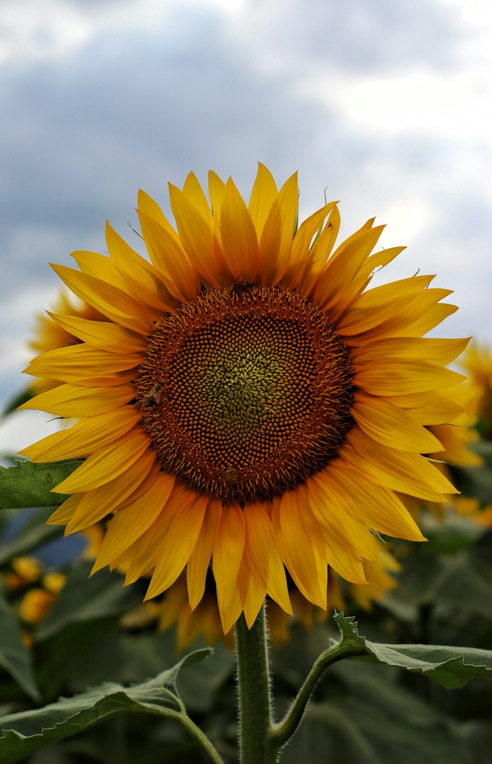 yellow sunflower in close up photography