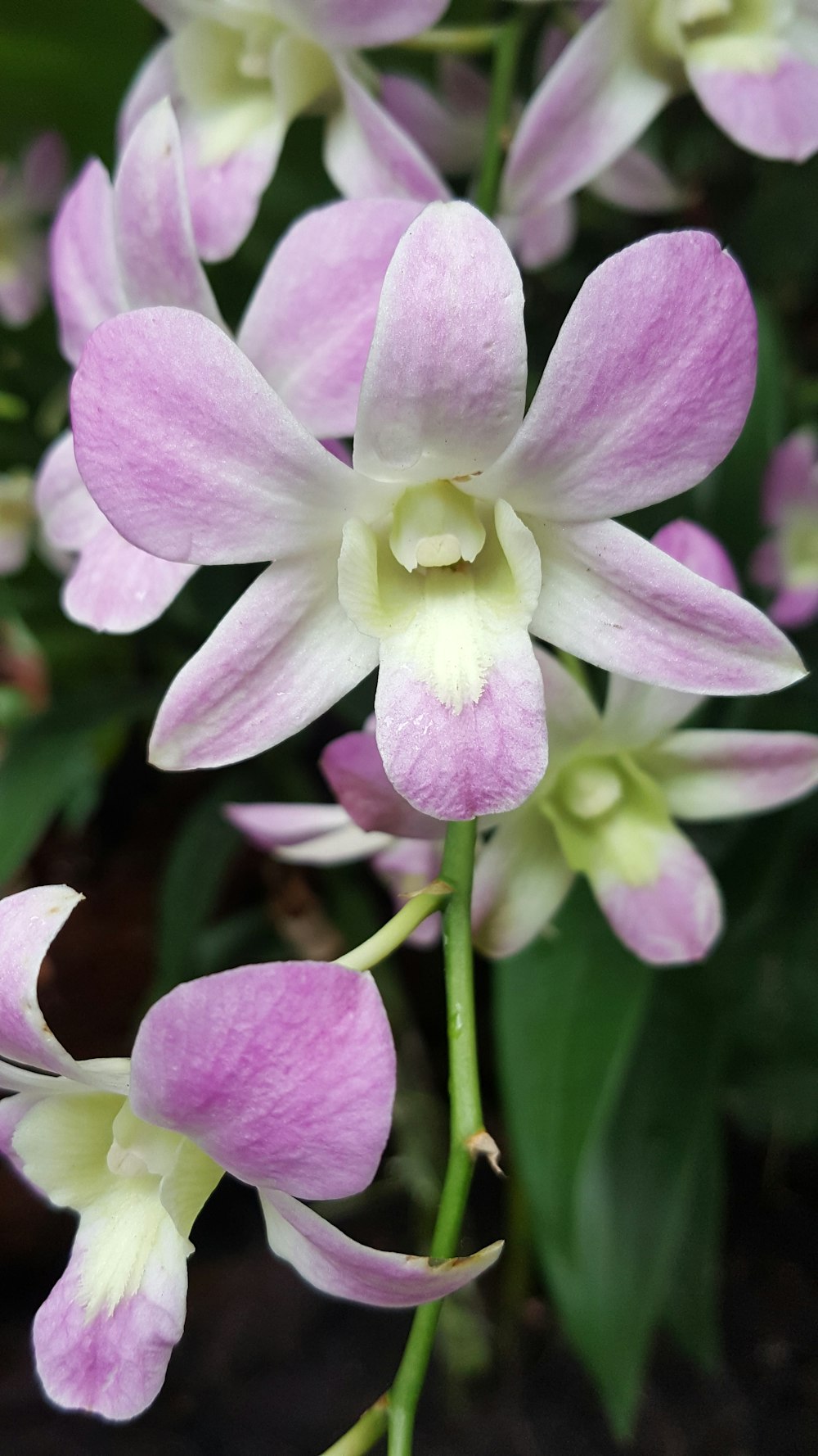 a bunch of pink and white flowers with green leaves