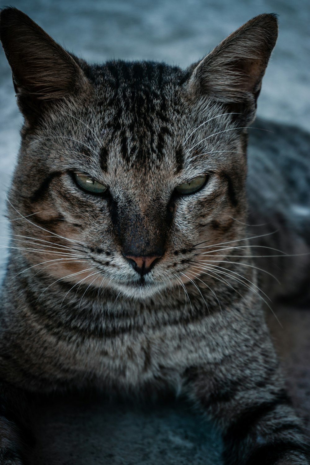 a close up of a cat laying on the ground