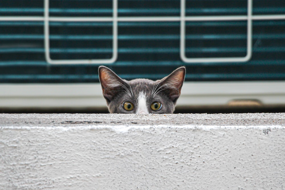 Un gatto grigio e bianco che sbircia su un muro