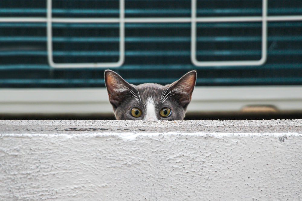 a gray and white cat peeking over a wall