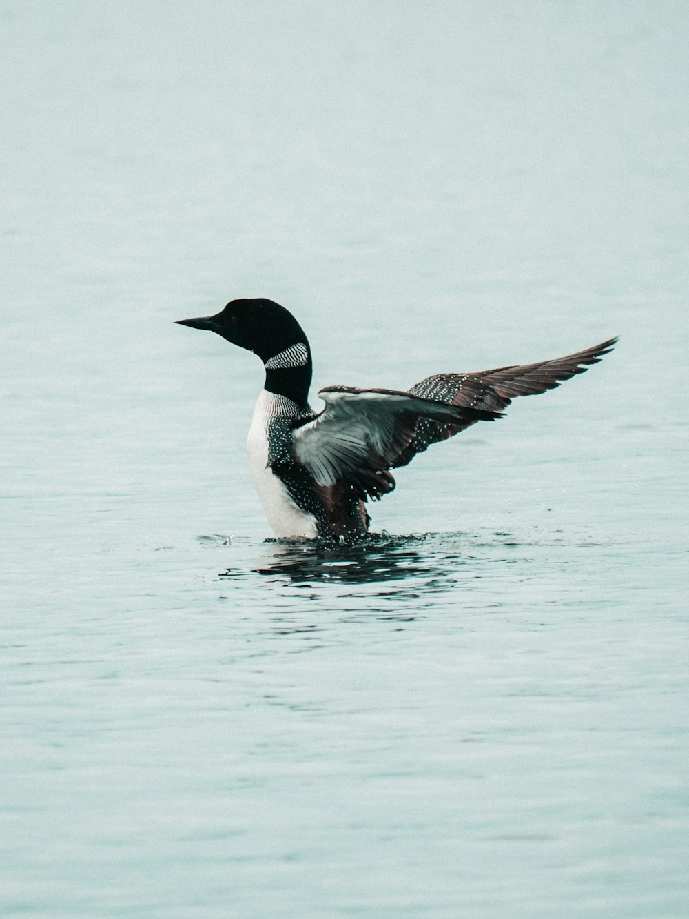 pato preto e branco na água