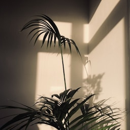green plant beside white wall