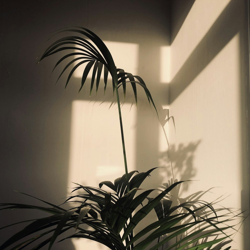 green plant beside white wall