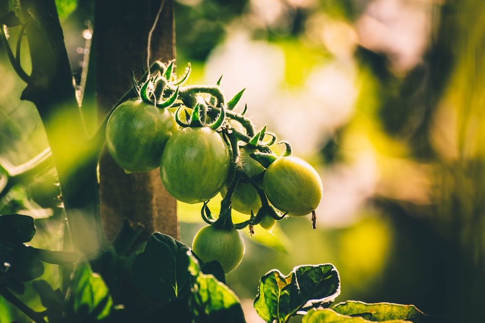 green round fruit on tree branch