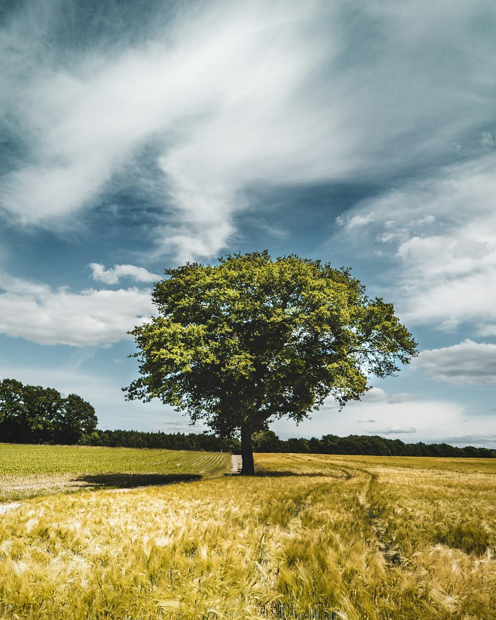 green tree on green grass field under white clouds and blue sky during daytime