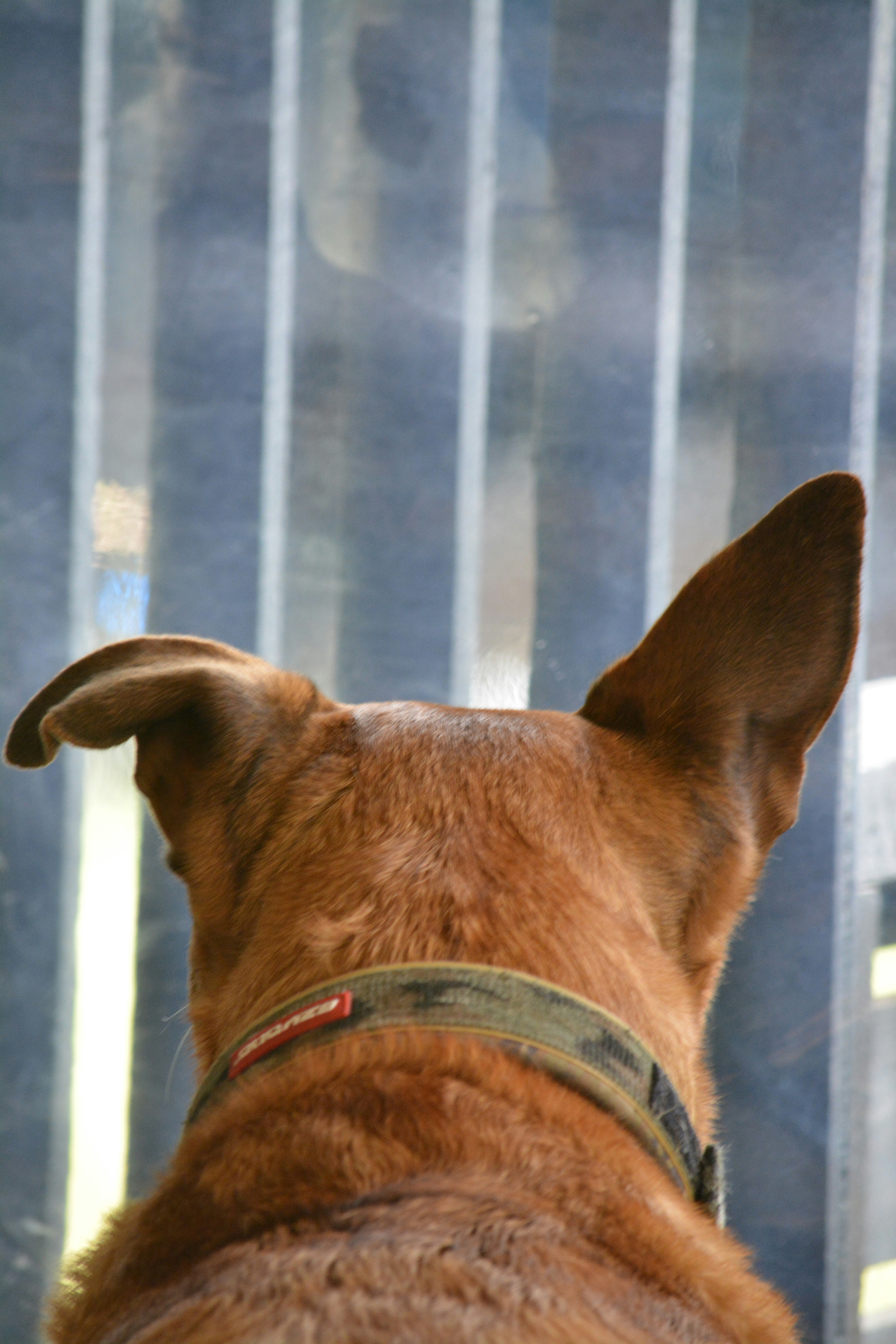 brown short coated dog with blue collar
