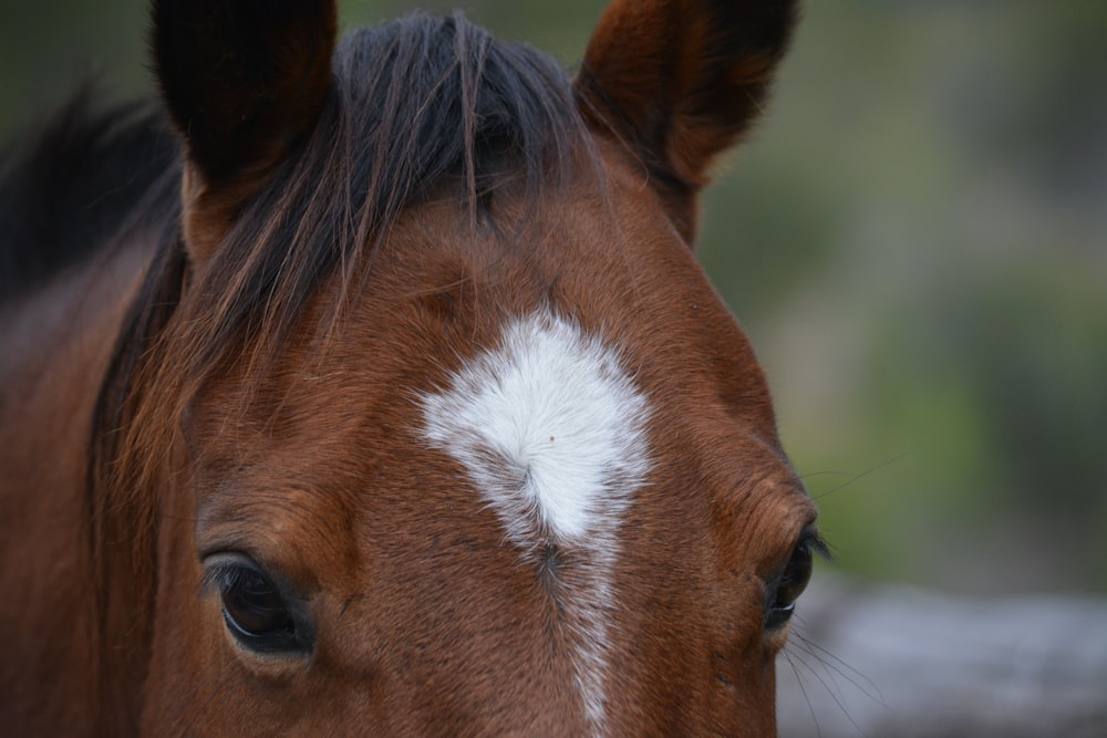 brown and white horse head