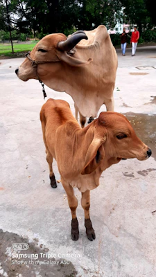 brown cow on white sand during daytime