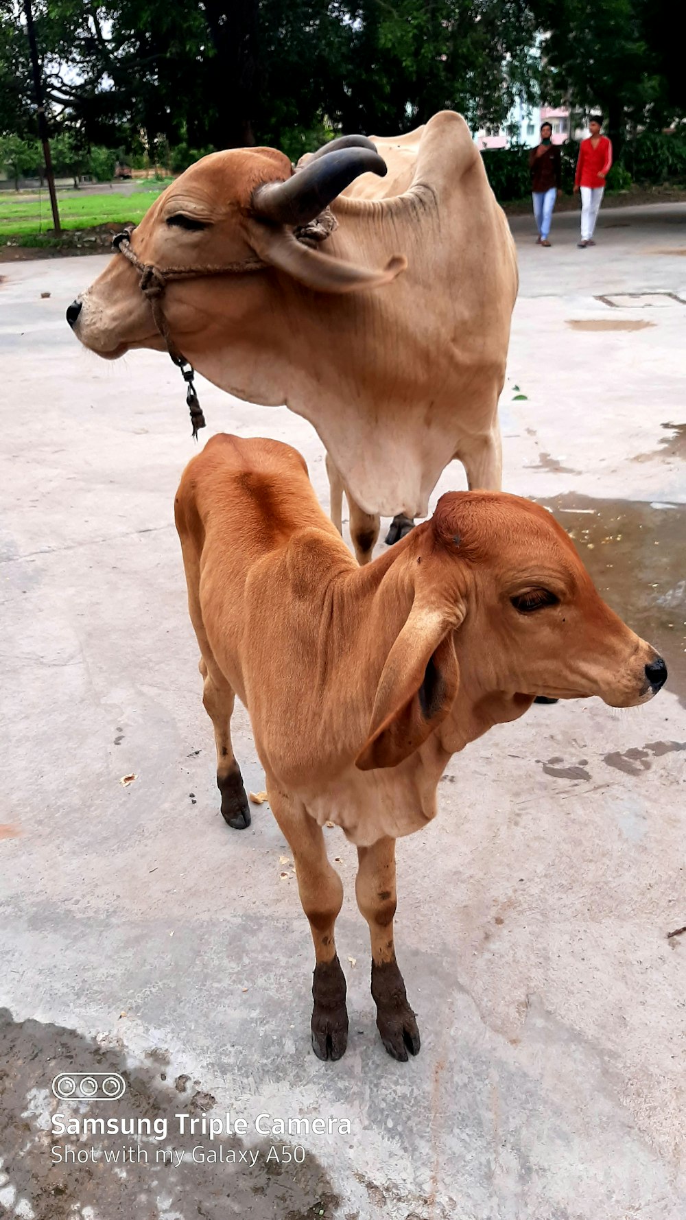 brown cow on white sand during daytime