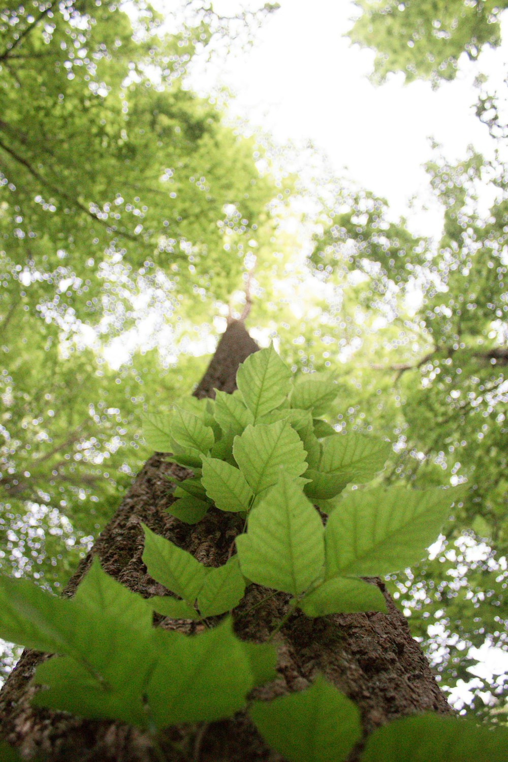 green leaves on brown tree trunk