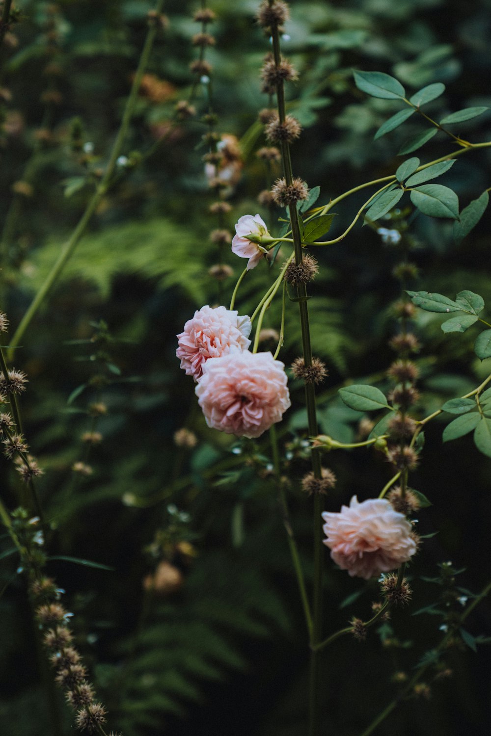 pink flower in tilt shift lens