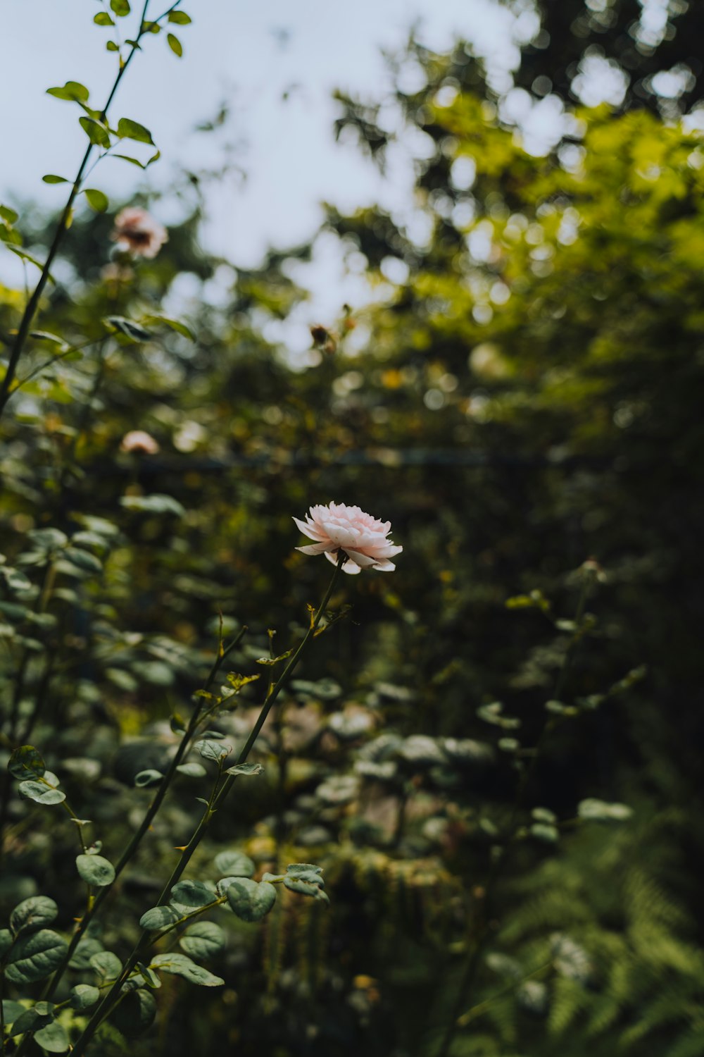 pink flower in tilt shift lens