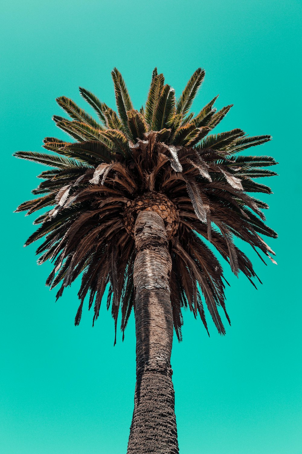 green palm tree under blue sky during daytime