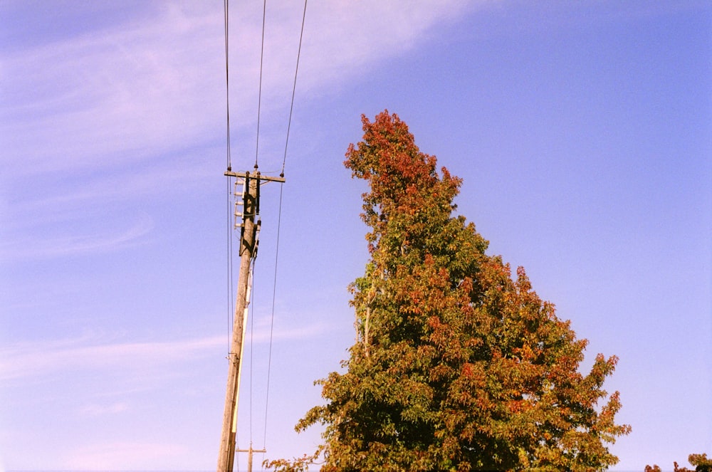 brown and green trees under blue sky during daytime