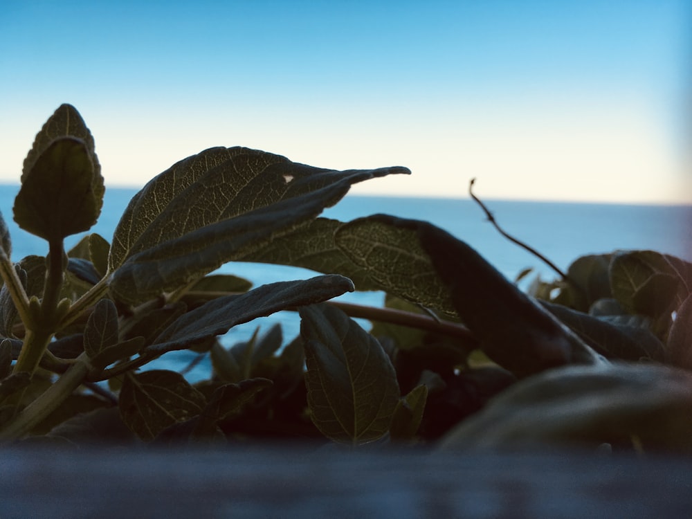 green plant under blue sky during daytime