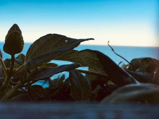 green plant under blue sky during daytime in Cape Byron State Conservation Area Australia