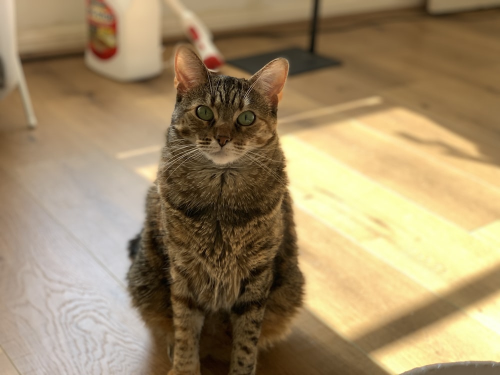 brown tabby cat on white table