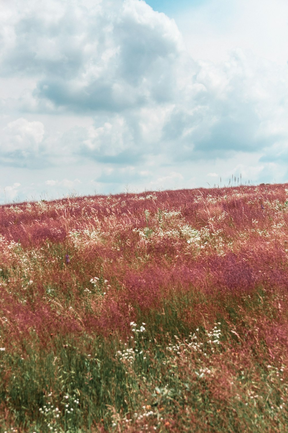 brown grass field under cloudy sky during daytime