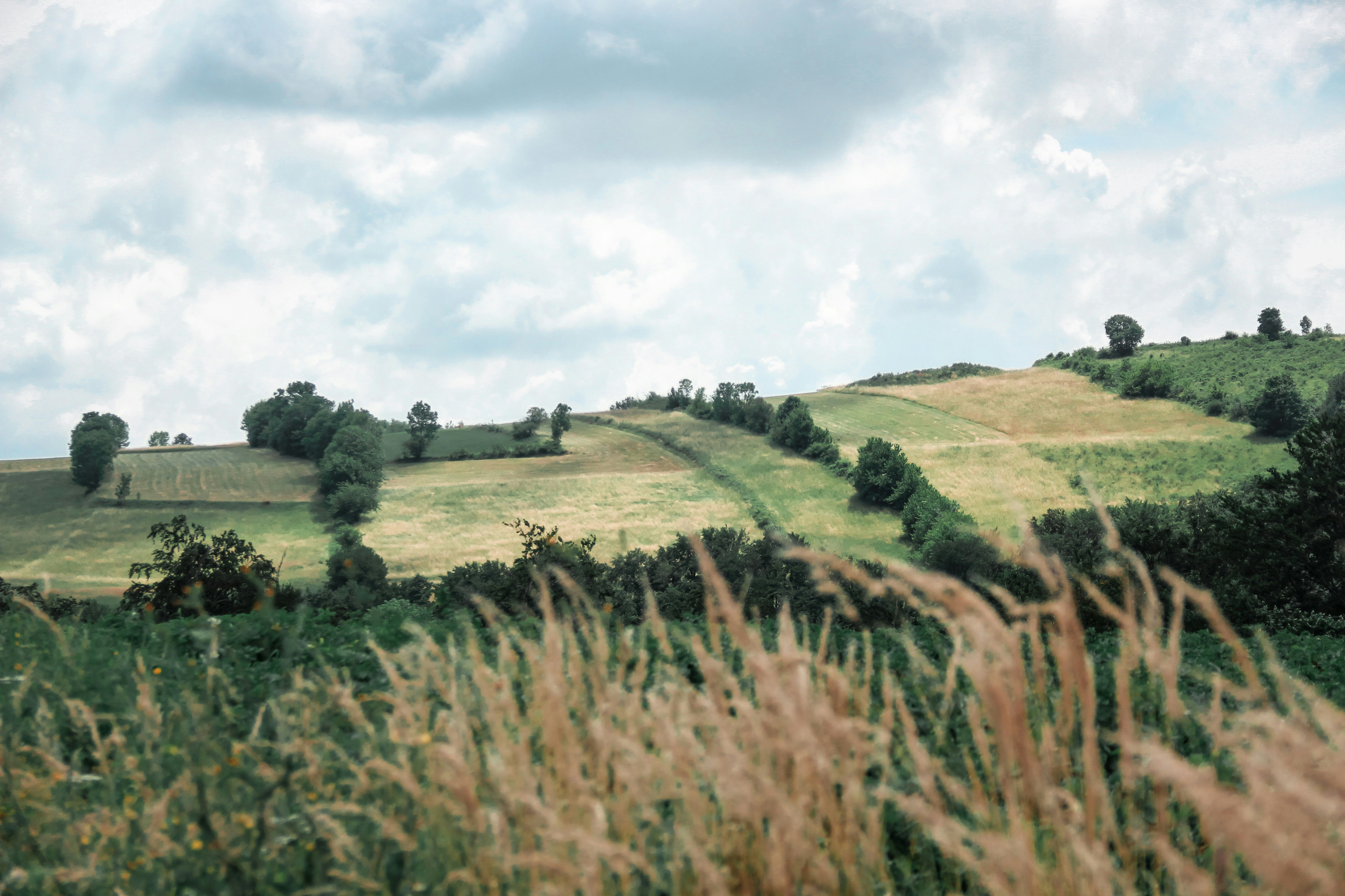 green grass field under white clouds during daytime serbia zoom background