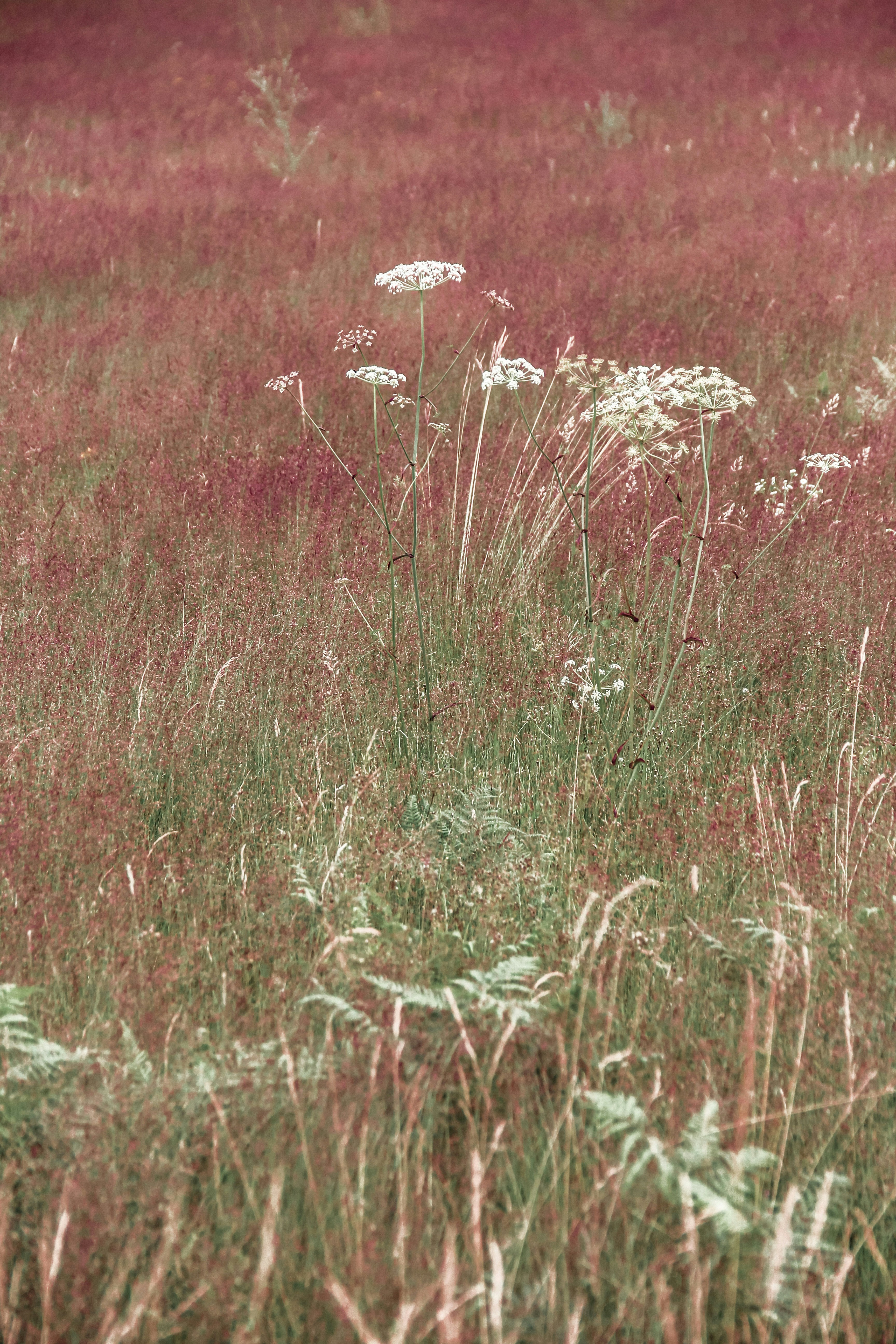 Photo by valentinsalja