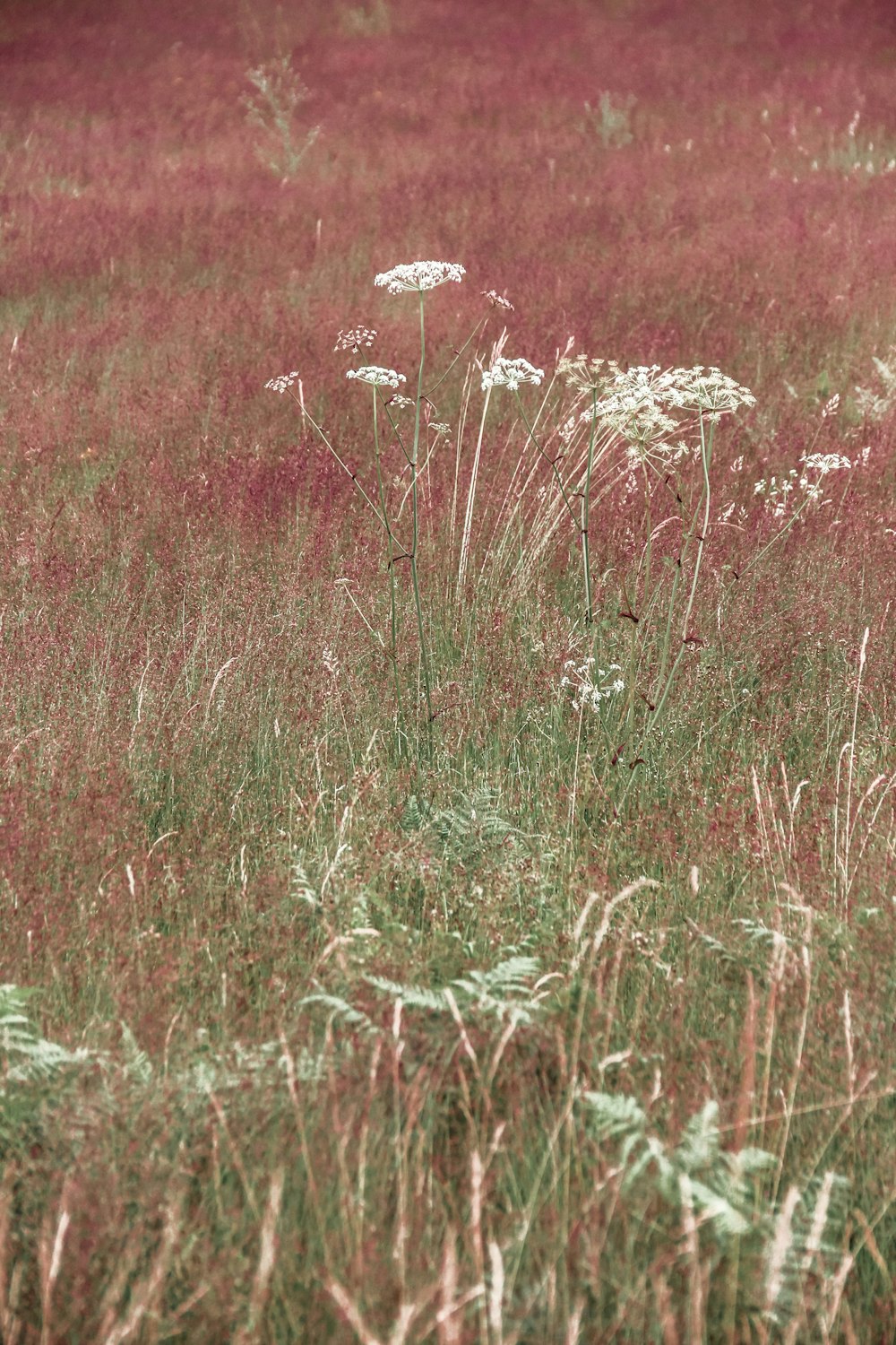 white flower field during daytime