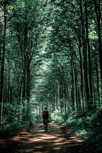 A person with a backpack walks along a dirt path through dense, towering trees in a lush forest. Sunlight filters through the canopy, casting dappled shadows on the ground. Two dogs accompany the person, adding a sense of companionship.