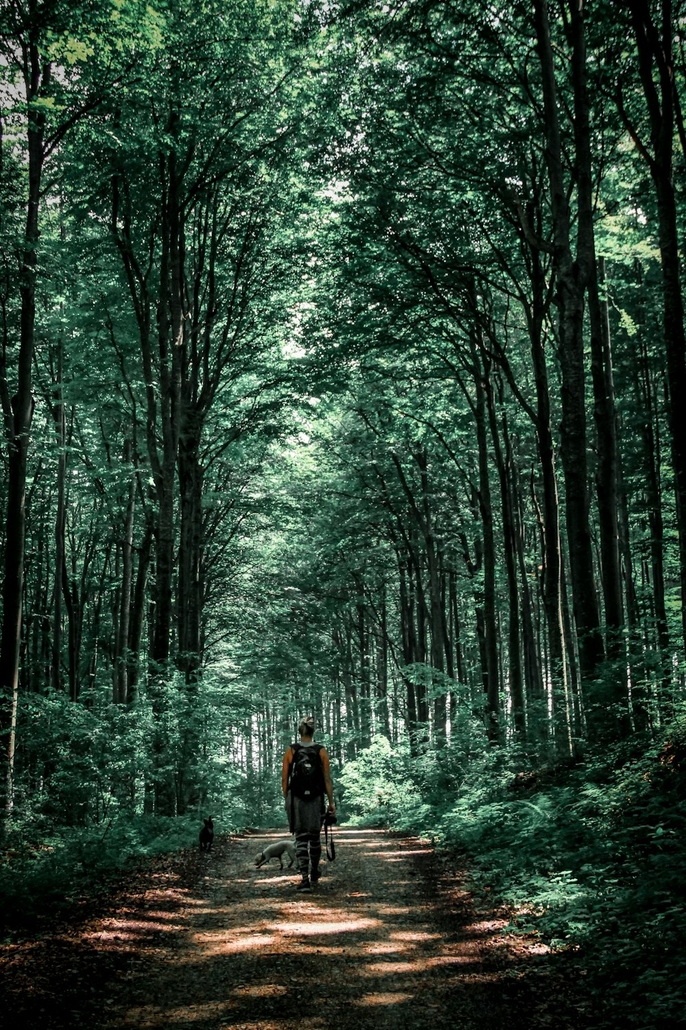 Persona in giacca nera che cammina sul sentiero tra gli alberi durante il giorno