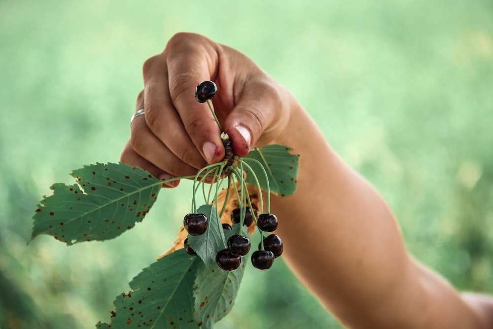 person holding black round fruit during daytime