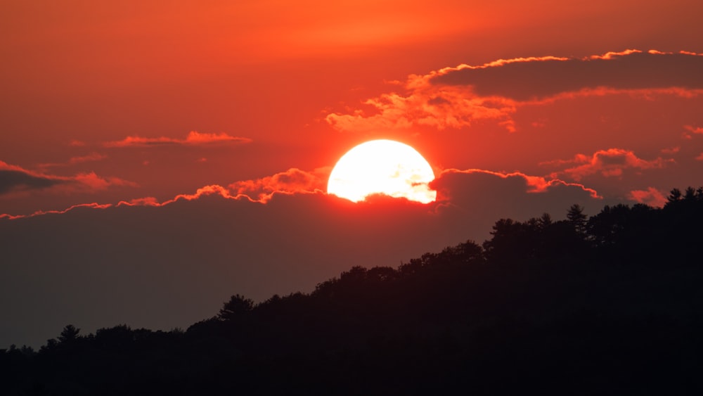 silhouette di alberi durante il tramonto