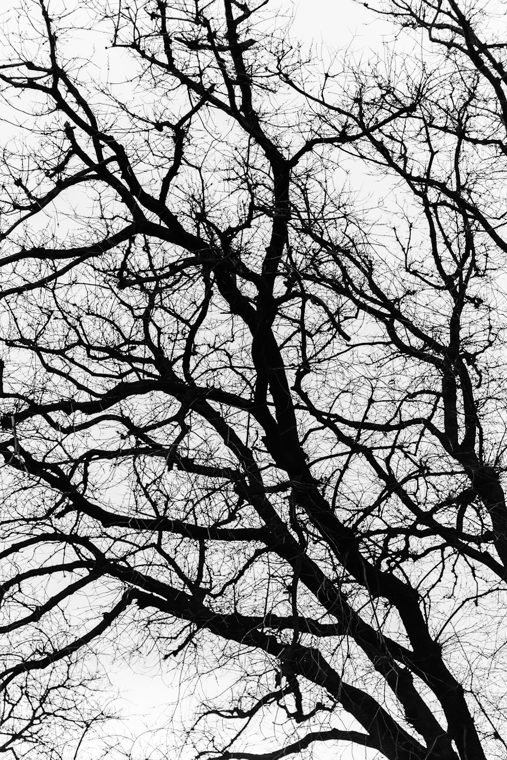 low angle photography of leafless tree