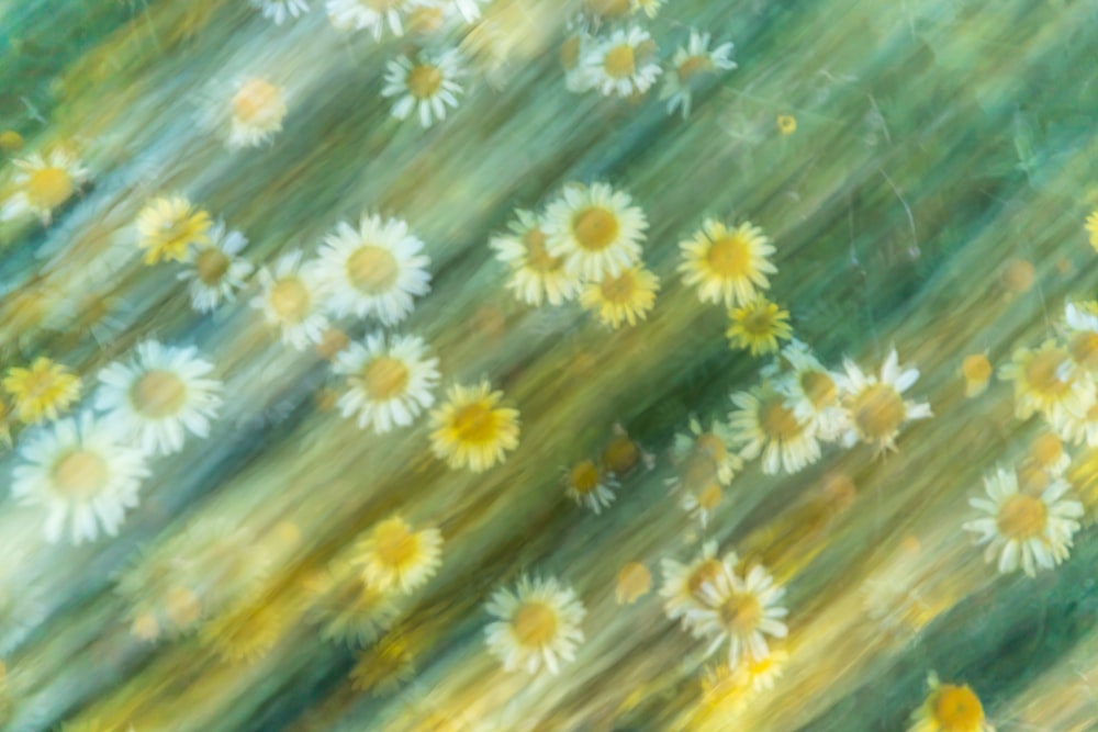 yellow and white flower painting