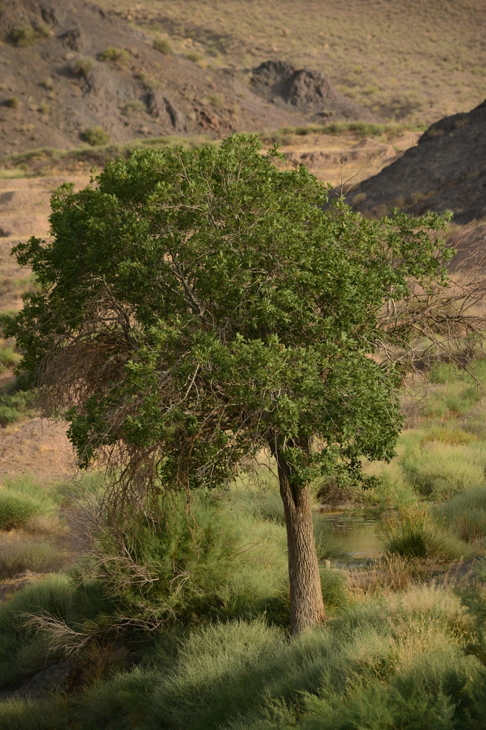 green tree on brown grass field during daytime