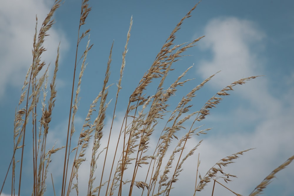 campo di grano marrone sotto il cielo blu durante il giorno