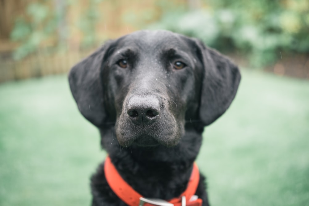 black labrador retriever with red collar