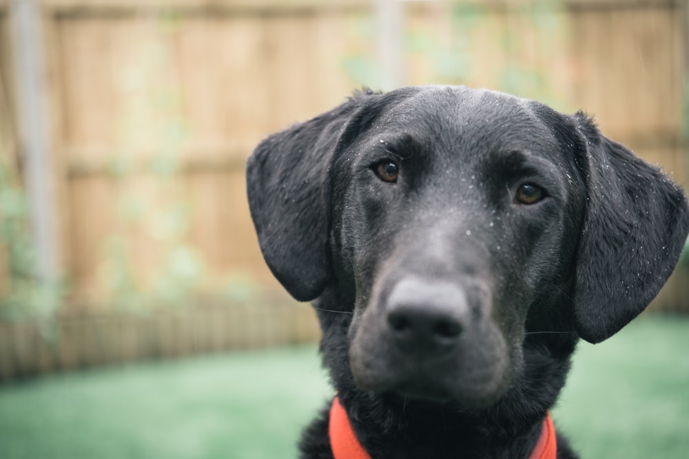 black labrador retriever with orange collar