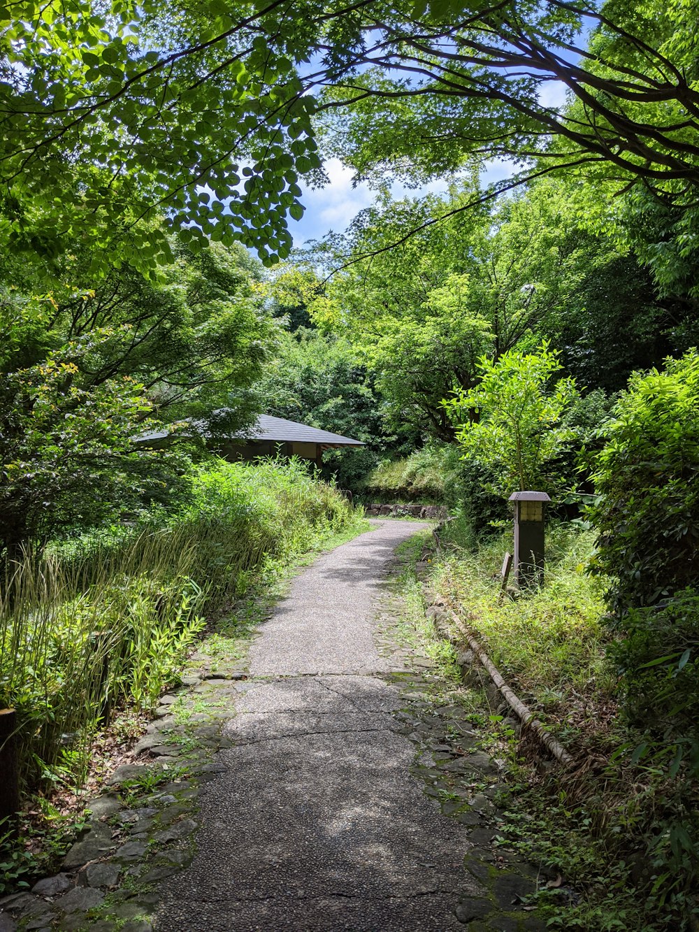 gray pathway between green trees under blue sky during daytime