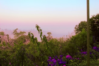 A serene landscape showcasing lush greenery and flowering plants.