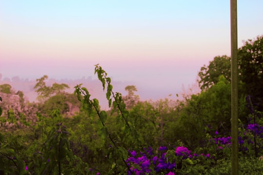 A serene landscape showcasing lush greenery and flowering plants.