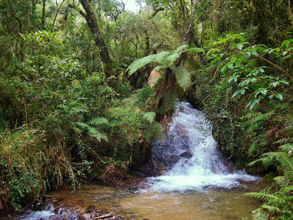 green trees beside river during daytime