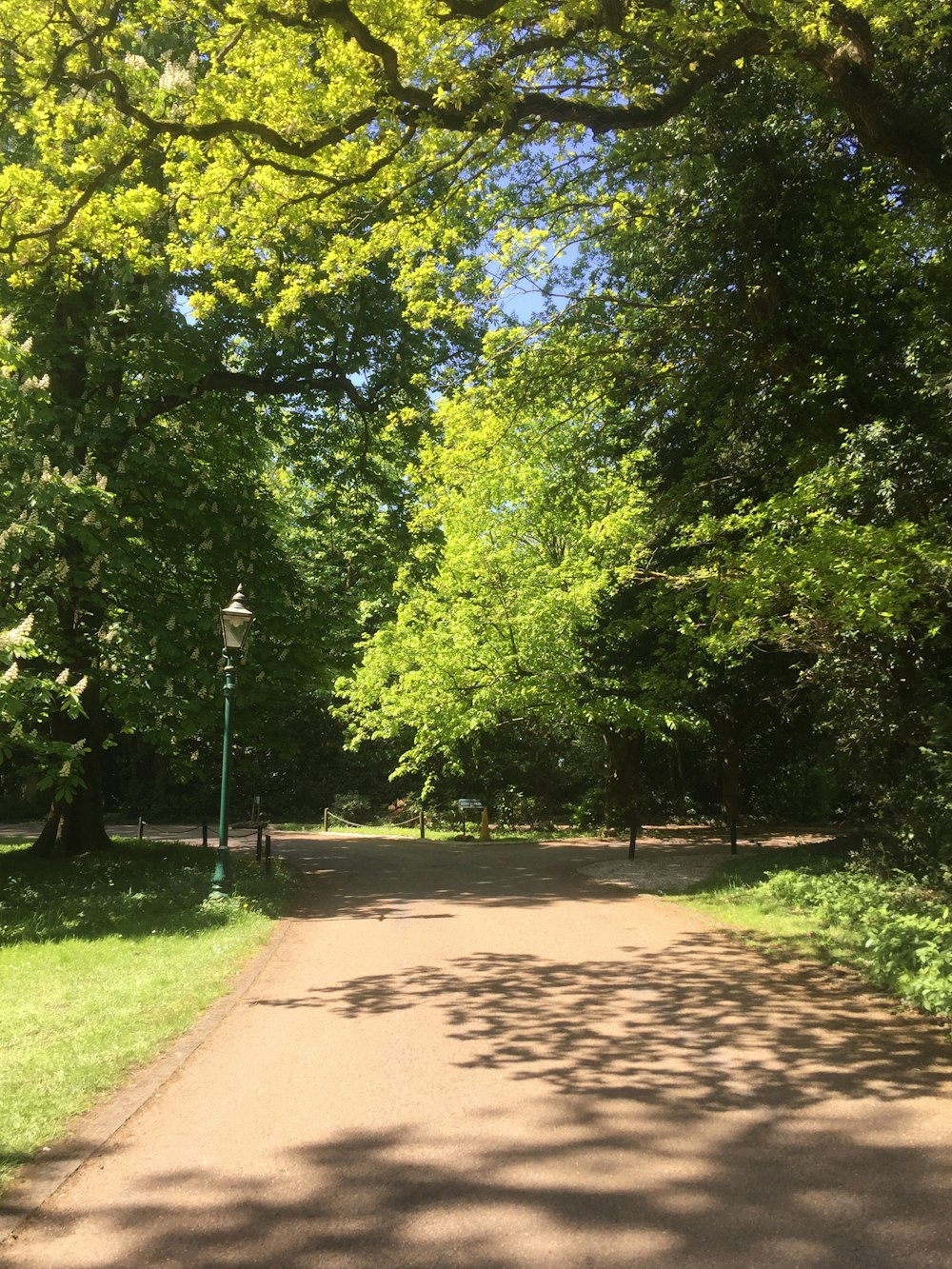 Camino de hormigón marrón entre árboles verdes durante el día