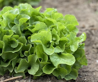 A close-up of fresh green lettuce leaves with a slightly wavy texture, growing from the soil. The background shows a blurred patch of earth, suggesting a garden or farm setting.