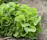 A close-up of fresh green vegetables growing in a rustic farm garden.
