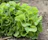 A close-up of fresh green vegetables growing in a rustic farm garden.